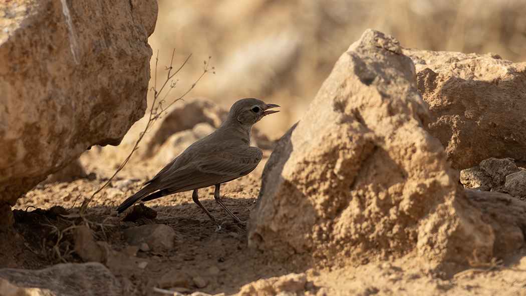Bar-tailed Lark